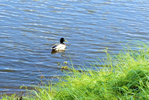 Anatra nuota nel lago — Foto Stock