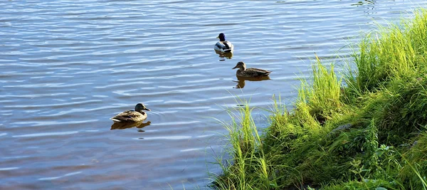 鸭子在湖中游泳 — 图库照片