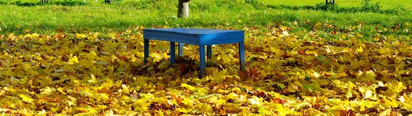 Blå bänken på de gula blad — Stockfoto