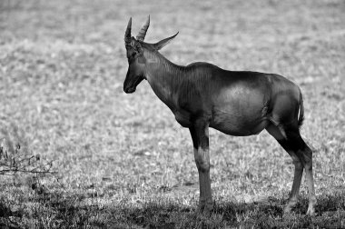 Afrika yalnız antilop
