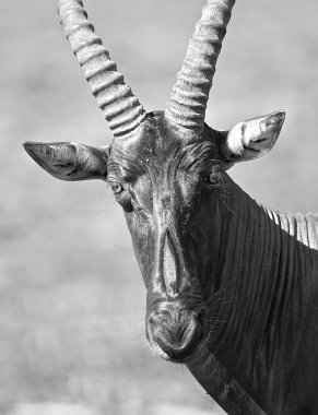 antilop fotoğraf makinesine benziyor.