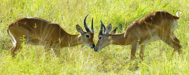 Antelopes fight in the field clipart