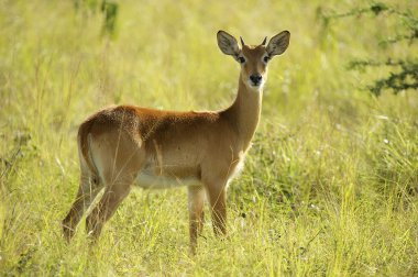antiloplar çimenlerde kalır