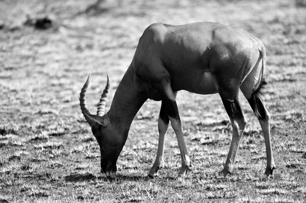 Antelope mangia l'erba — Foto Stock