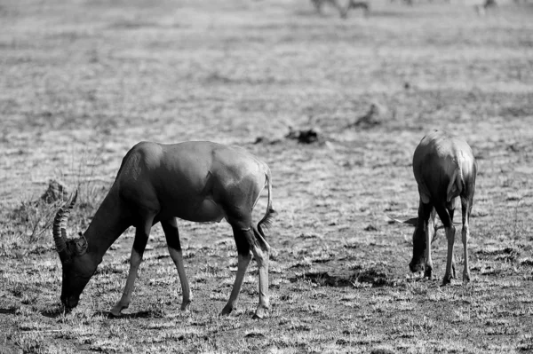 Antelopes in Africa — Stock Photo, Image