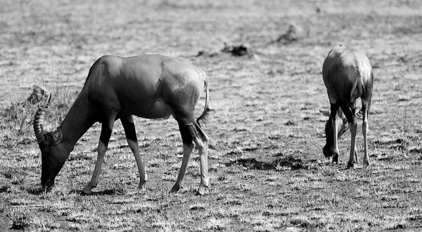 Antelopes ในแอฟริกา — ภาพถ่ายสต็อก