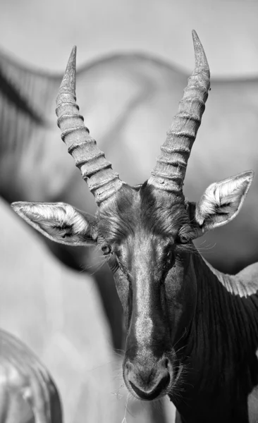 Afrikansk antilop i svart och vitt — Stockfoto