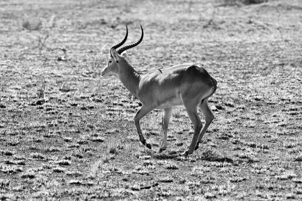 Afrikanische Antilope in schwarz und weiß — Stockfoto