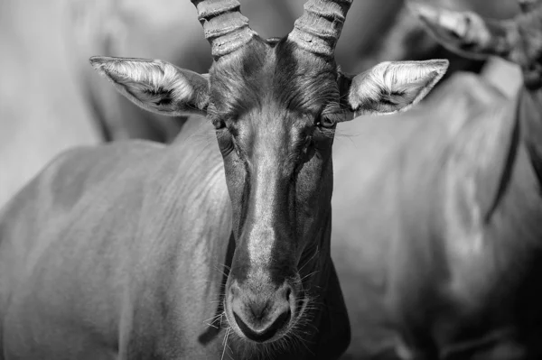 Ritratto di un'antilope — Foto Stock