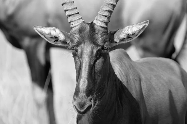 Portrét antilopy — Stock fotografie