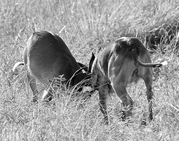 Deux antilopes se battent en noir et blanc — Photo