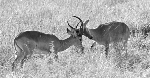 Deux antilopes se battent en noir et blanc — Photo