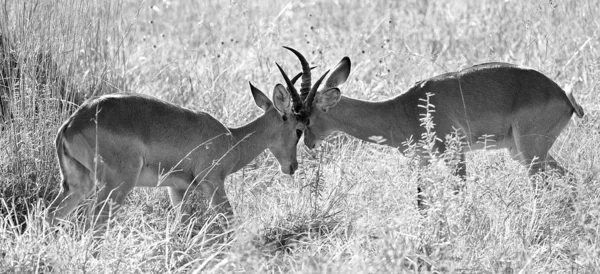 Två antiloper kampen — Stockfoto