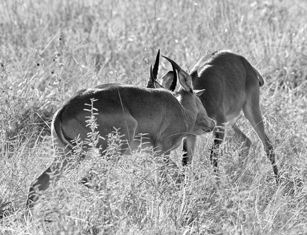 Zwei Antilopen kämpfen in schwarz und weiß — Stockfoto