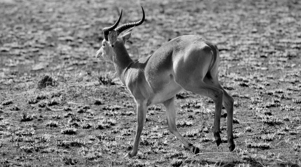 Antelope jumps in Africa