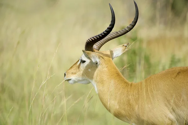 Antelope olha para a frente — Fotografia de Stock