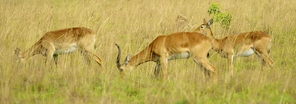 Tre antilopi mangiano l'erba — Foto Stock