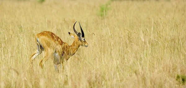 Sauts d'antilopes — Photo