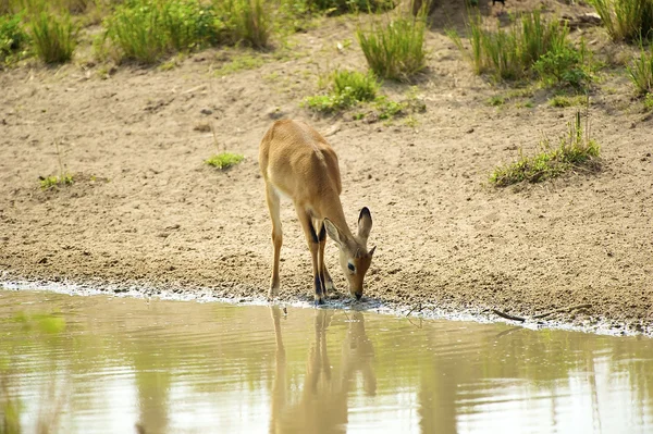 Antelope bebe agua del río —  Fotos de Stock