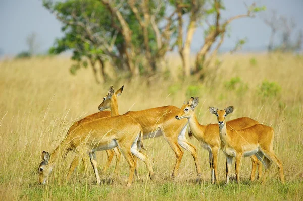 Gregge delle antilopi — Foto Stock