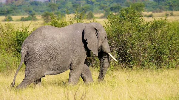 Elephant walks in Africa — Stock Photo, Image