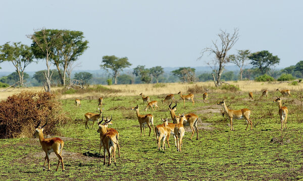 Flock of the antelopes in Africa