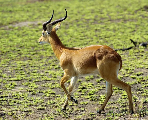 Antelope alleen — Stockfoto