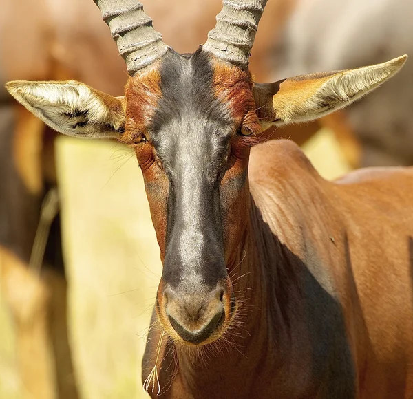 Antelope kijkt aandachtig — Stockfoto