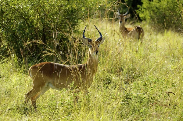 Antelope fica na grama — Fotografia de Stock