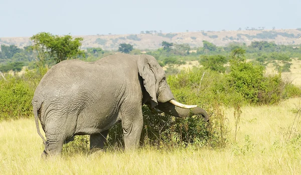 Elefant in Afrika — Stockfoto