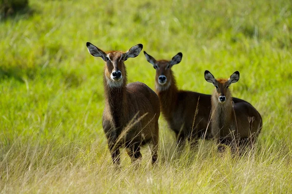 Tres antílopes en África — Foto de Stock