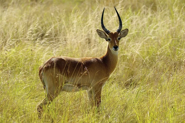 Ensam antiloper i Afrika — Stockfoto