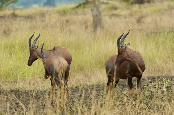 Antilopes en Ouganda — Photo