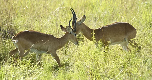 Борьба двух антилоп — стоковое фото