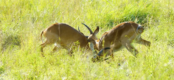 Les antilopes se battent sur le terrain — Photo