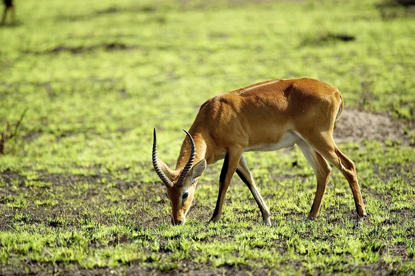 Antilopa jí v trávě — Stock fotografie