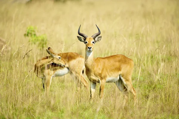 Deux antilopes dans l'herbe — Photo