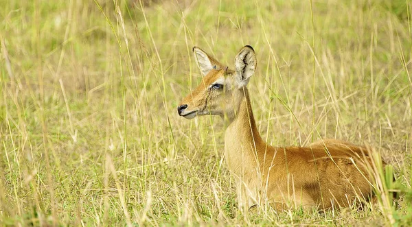 Antilope liegt auf dem Boden — Stockfoto