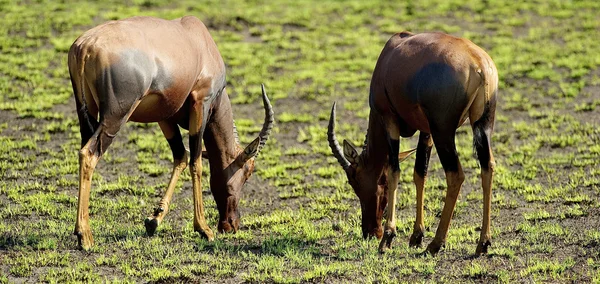 Deux antilopes mangent l'herbe — Photo