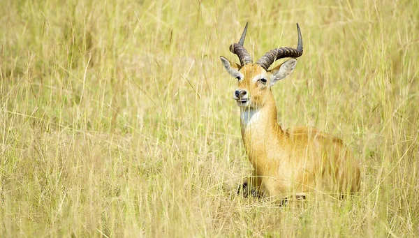 Antelope lays on the ground — Stock Photo, Image