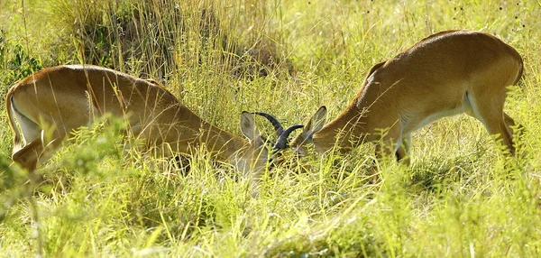 Борьба двух антилоп — стоковое фото