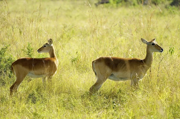 Dos antílopes juntos — Foto de Stock