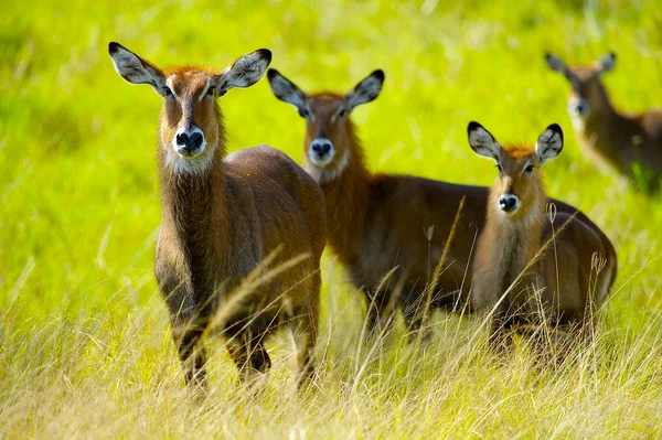 Antelopes caminham juntos — Fotografia de Stock