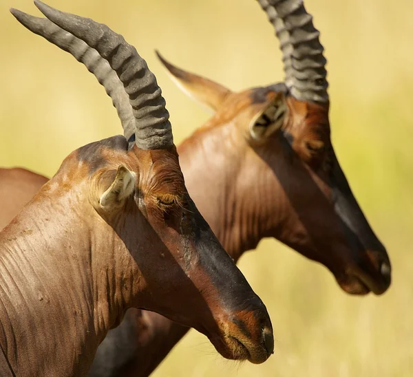 Zwei Antilopen schauen in eine Richtung — Stockfoto