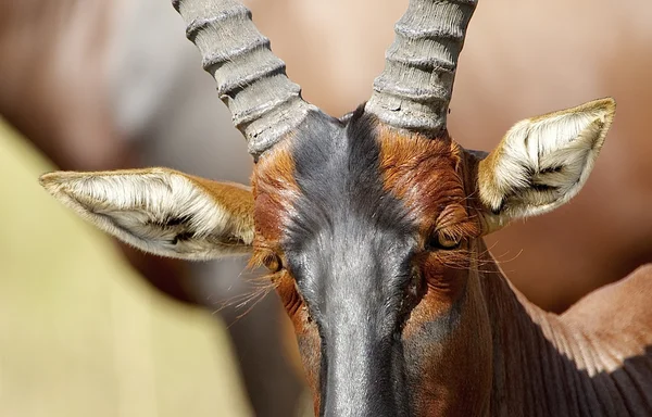 Occhi dell'antilope — Foto Stock