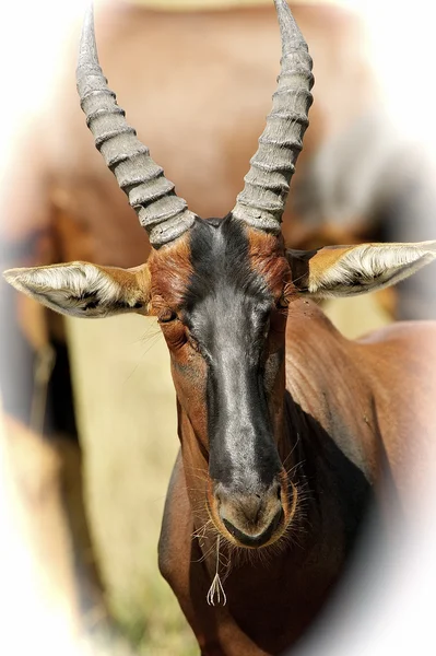 Portrét antilopy — Stock fotografie