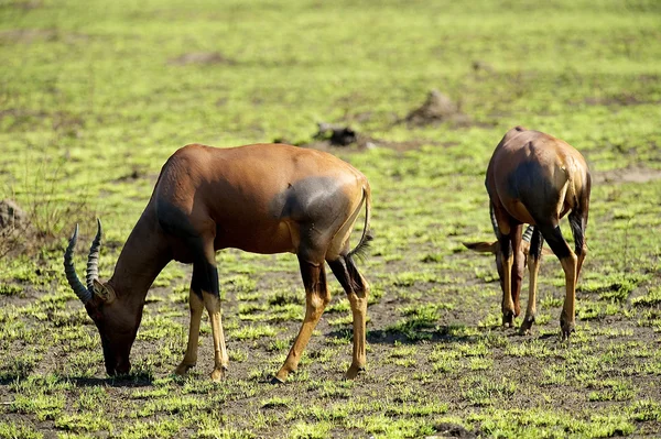 Два антилопа в траве — стоковое фото