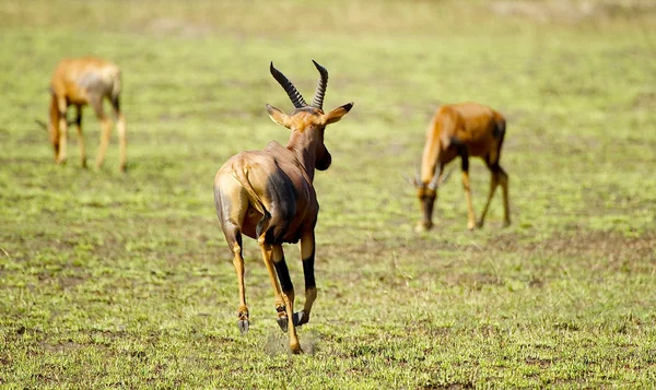 Antilop alan — Stok fotoğraf