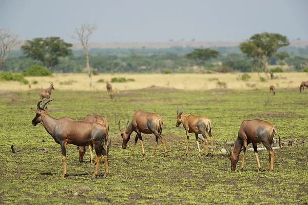 Troupeau d'antilopes en Afrique — Photo