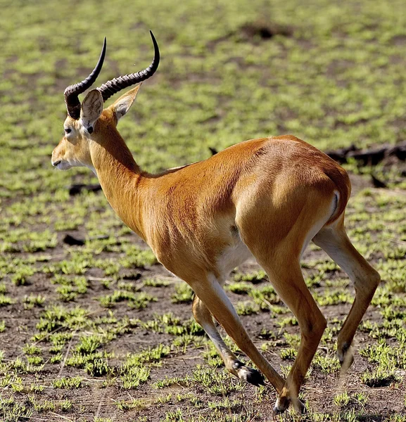 Антилопа бежит по зеленой траве — стоковое фото